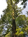 Greenhorn-Eiche-Webpage-4-scaled.jpg