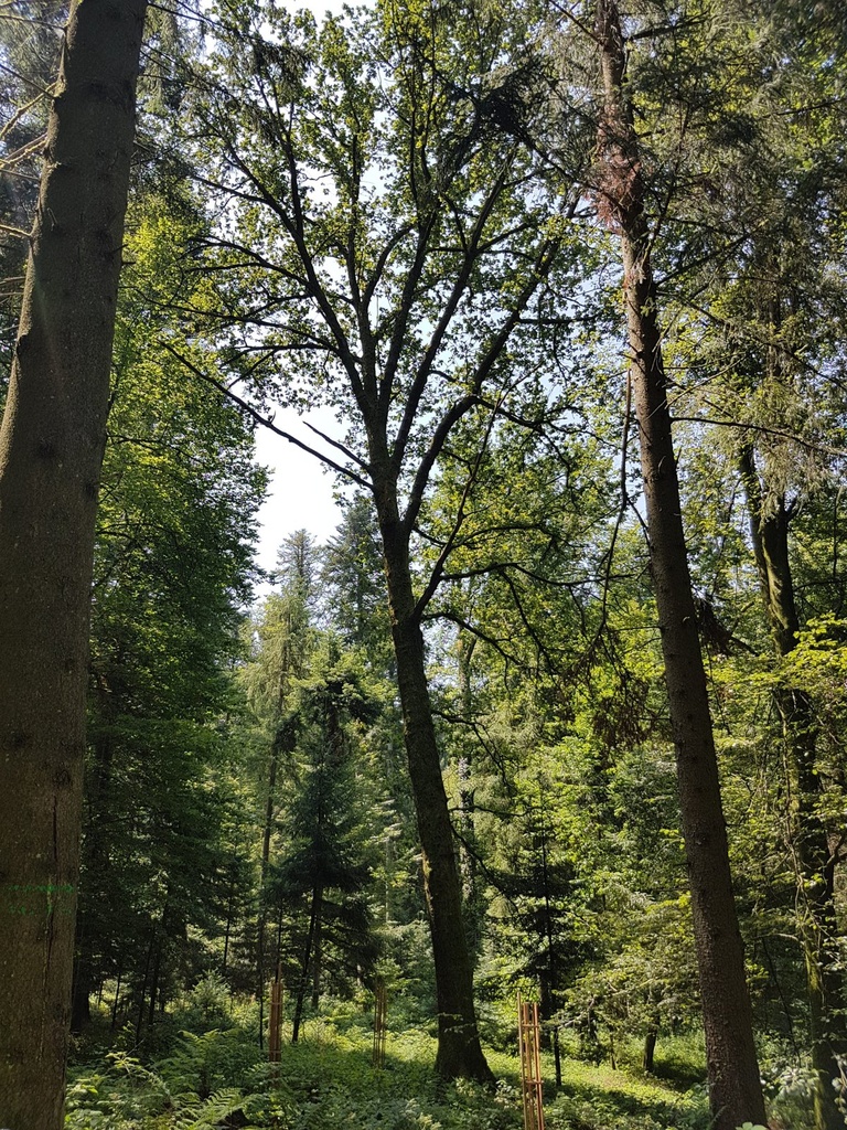 Greenhorn-Eiche-Webpage-5-scaled.jpg