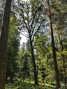 Greenhorn-Eiche-Webpage-5-scaled.jpg