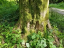 Daeumling-Buche-webpage-2-scaled.jpg