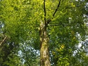 Daeumling-Buche-webpage-3-scaled.jpg