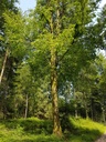 Daeumling-Buche-webpage-4-scaled.jpg