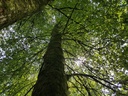 Joringel-Linde-2-scaled.jpg