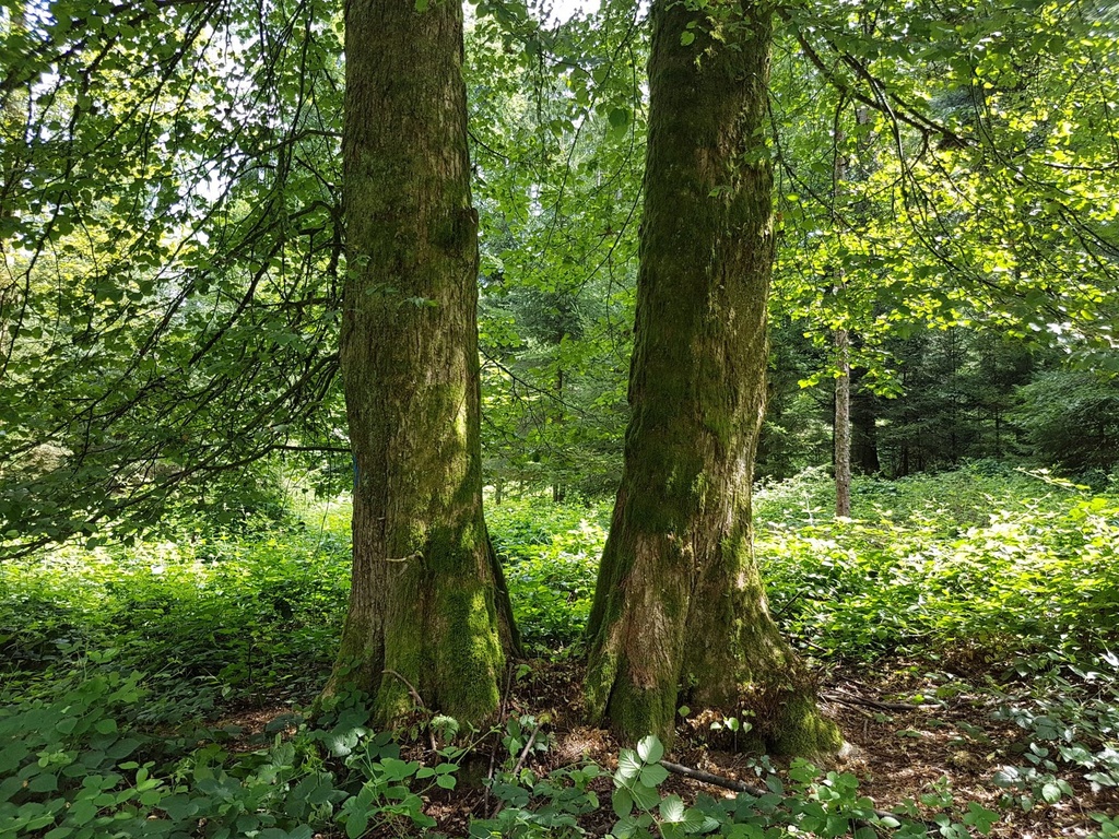 Joringel-Linde-3-scaled.jpg