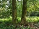 Joringel-Linde-3-scaled.jpg
