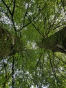 Joringel-Linde-4-scaled.jpg