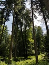 Joringel-Linde-5-scaled.jpg