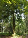 Apollo-Buche-4-scaled.jpg