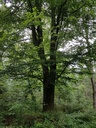Aramis-Buche-Webpage-3-scaled.jpg