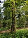 WALDemar-Buche-Webpage-3-scaled.jpg