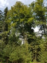 WALDemar-Buche-Webpage-4-scaled.jpg