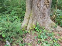 OsWALD-Buche-Webpagepg-2-scaled.jpg