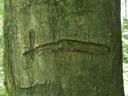 Ikarus-Buche-Webpage-2-scaled.jpg