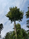 Ikarus-Buche-Webpage-3-scaled.jpg