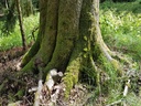 Waidmann-Buche-Webpage-2-scaled.jpg