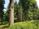 Waidmann-Buche-Webpage-3-scaled.jpg