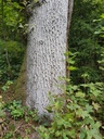 Weissenstein-Eiche-Webpage-2-scaled.jpg