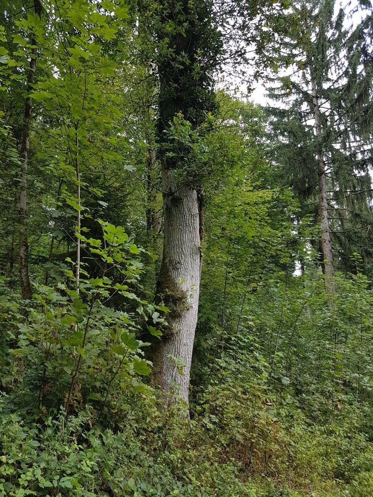 Weissenstein-Eiche-Webpage-3-scaled.jpg