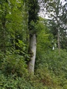 Weissenstein-Eiche-Webpage-3-scaled.jpg