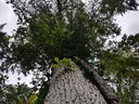 Weissenstein-Eiche-Webpage-4-scaled.jpg