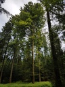Allerleirauh-Buche-Webpage-2-scaled.jpg