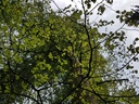 Allerleirauh-Buche-Webpage-3-scaled.jpg