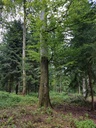 Bertram-Buche-Wepbage-4-scaled.jpg
