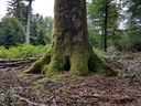Robin-Hood-Buche-Webpage-2-scaled.jpg