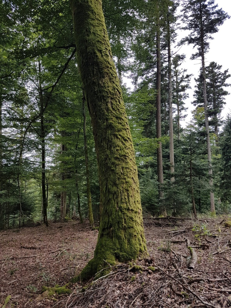 Robin-Hood-Buche-Webpage-3-scaled.jpg