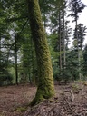 Robin-Hood-Buche-Webpage-3-scaled.jpg