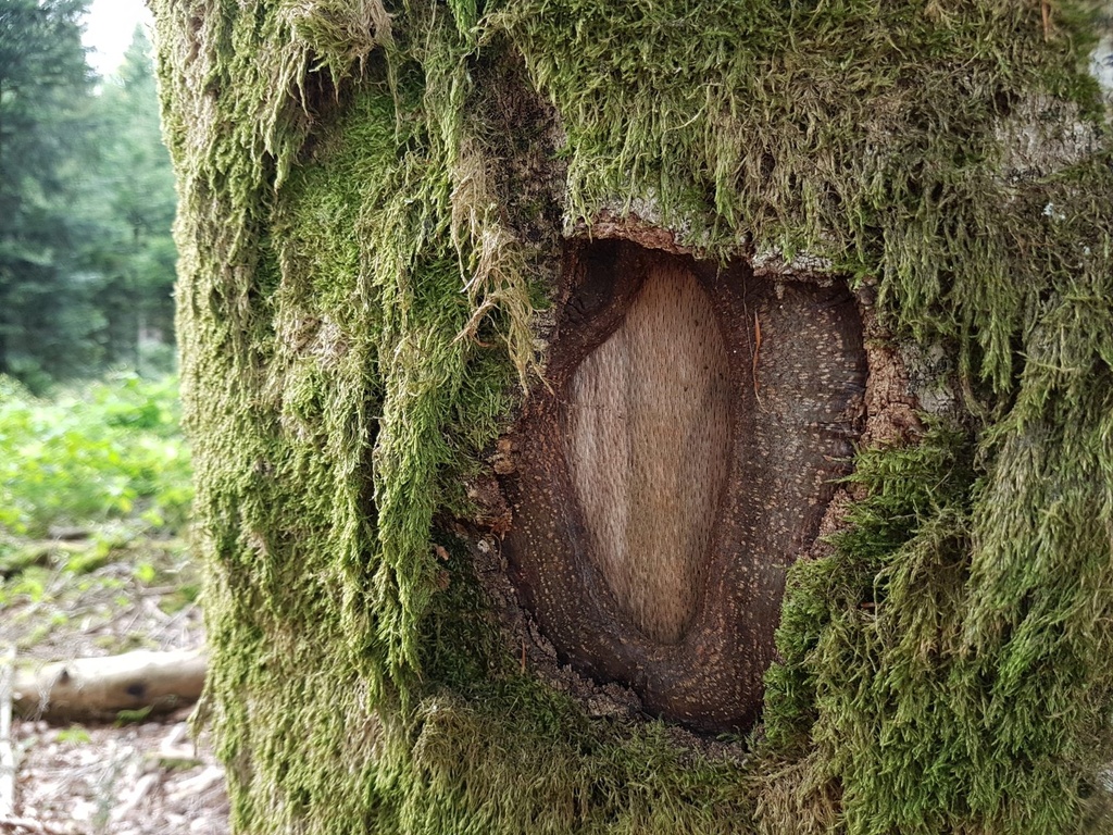 Robin-Hood-Buche-Webpage-4-scaled.jpg