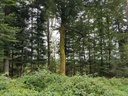Robin-Hood-Buche-Webpage-5-scaled.jpg