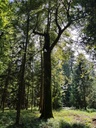 Martinsloch-Buche-Webpage-2-scaled.jpg