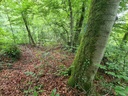 Paarhufer_4_1500px.jpg