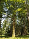 Martinsloch-Buche-Webpage-3-scaled.jpg