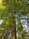Martinsloch-Buche-Webpage-4-scaled.jpg