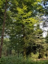 Naseweis-Buche-Webpage-3-scaled.jpg
