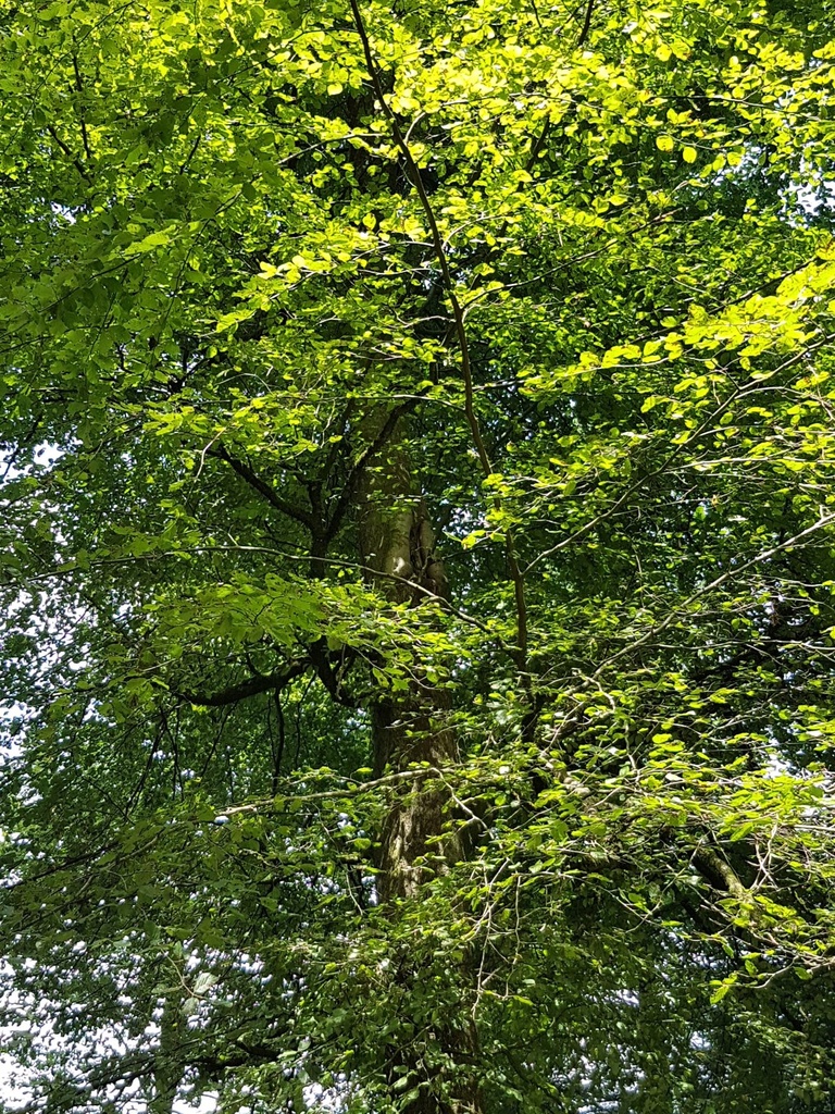 Naseweis-Buche-Webpage-4-scaled.jpg