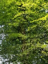 Naseweis-Buche-Webpage-4-scaled.jpg