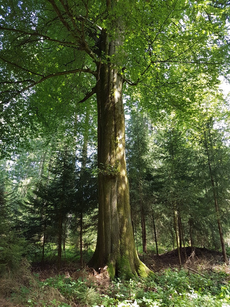 Ruebezahl-Buche-Webpage-2-scaled.jpg