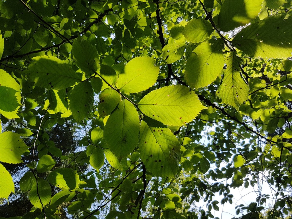 Himugueegeli-Ulme-Webpage-2-scaled.jpg
