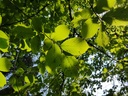 Himugueegeli-Ulme-Webpage-2-scaled.jpg