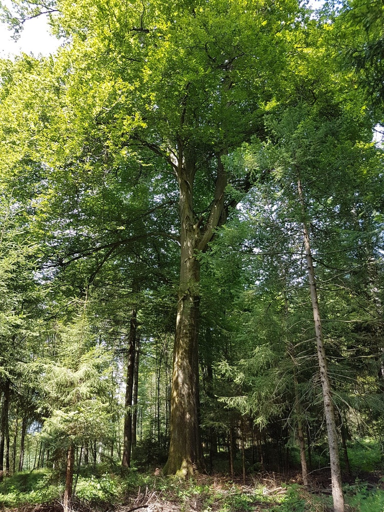 Ruebezahl-Buche-Webpage-3-scaled.jpg