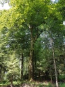 Ruebezahl-Buche-Webpage-3-scaled.jpg