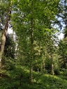 Himugueegeli-Ulme-Webpage-3-scaled.jpg