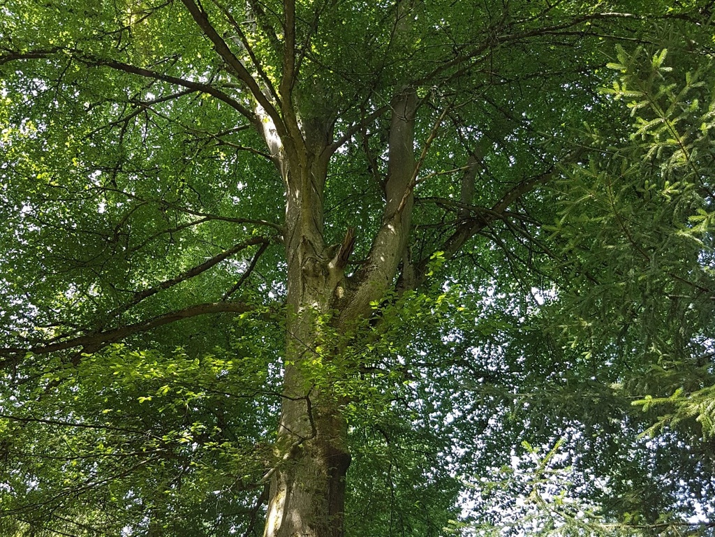 Ruebezahl-Buche-Webpage-4-scaled.jpg