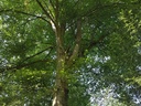 Ruebezahl-Buche-Webpage-4-scaled.jpg