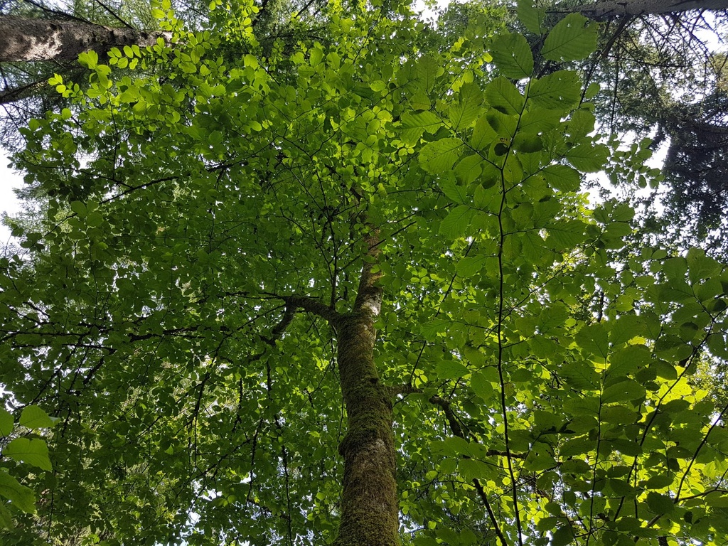 Himugueegeli-Ulme-Webpage-4-scaled.jpg