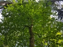 Himugueegeli-Ulme-Webpage-4-scaled.jpg