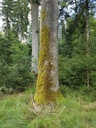 Houderebaeseler-Bueche-Webpage-2-scaled.jpg